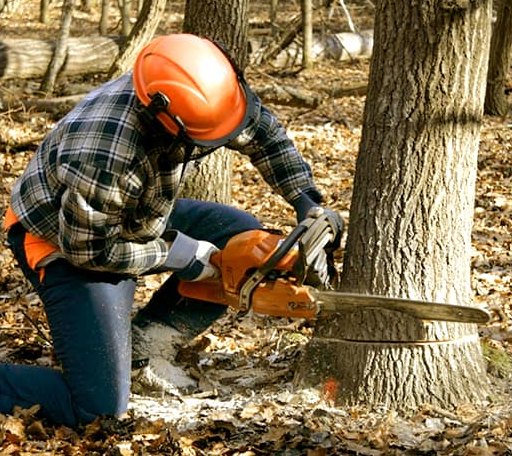 Tree Removal in Hickory, MS